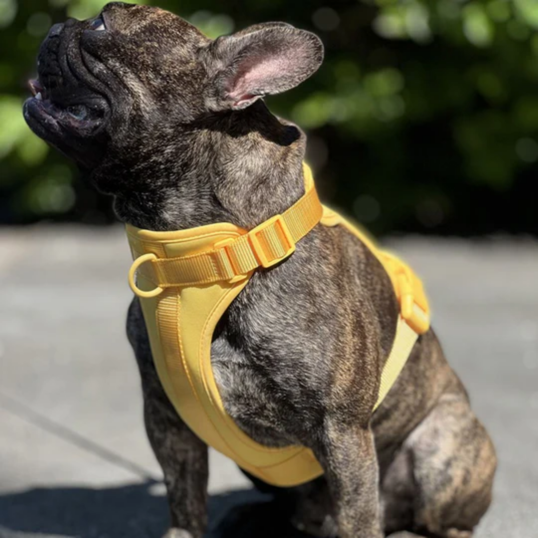 Beste Anti-trektuig Hond 2023: Onze Top 10 Anti-trektuigjes Voor Een Hond