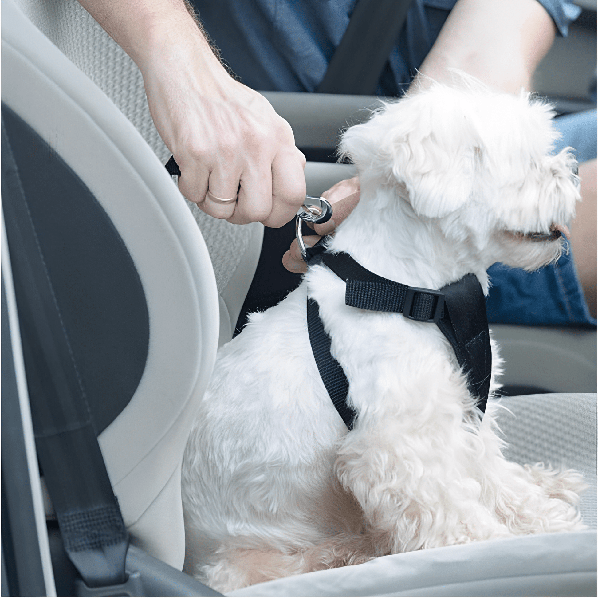 BarkBuckle - Verstelbare Veiligheids Autogordel - Mivero