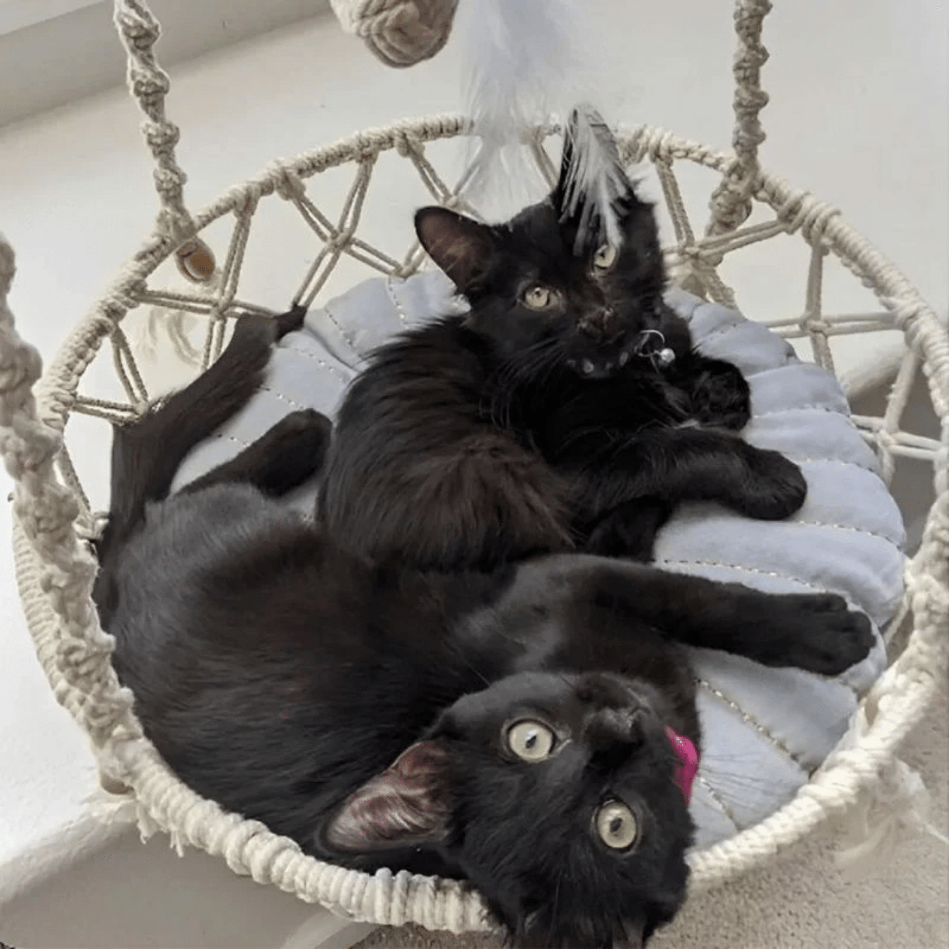 Boheema - Bohemien Hangende Kattenhangmat - Mivero