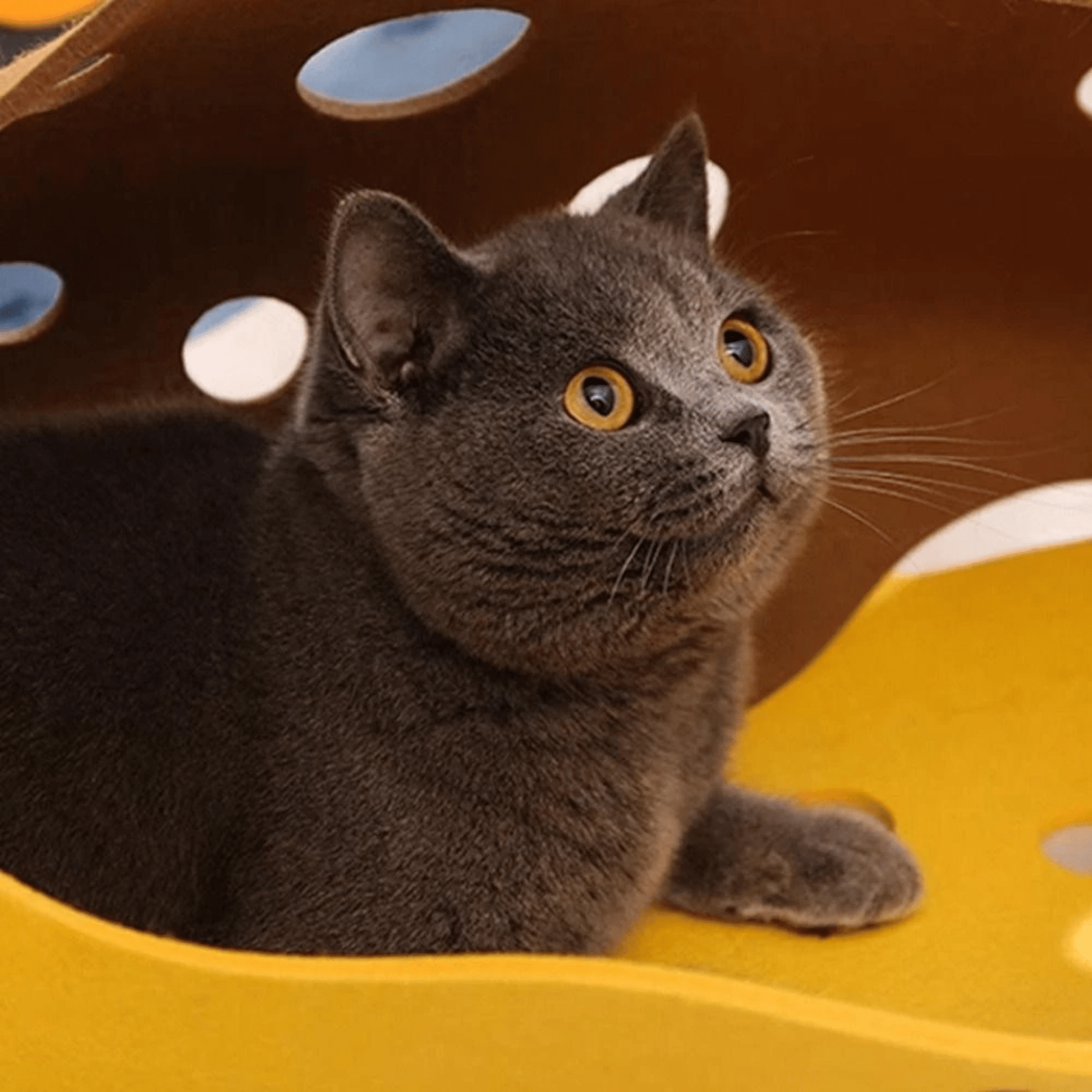 CheeseWhisk - Kattentunnel Katten Vilt met Kijkgaten - Mivero