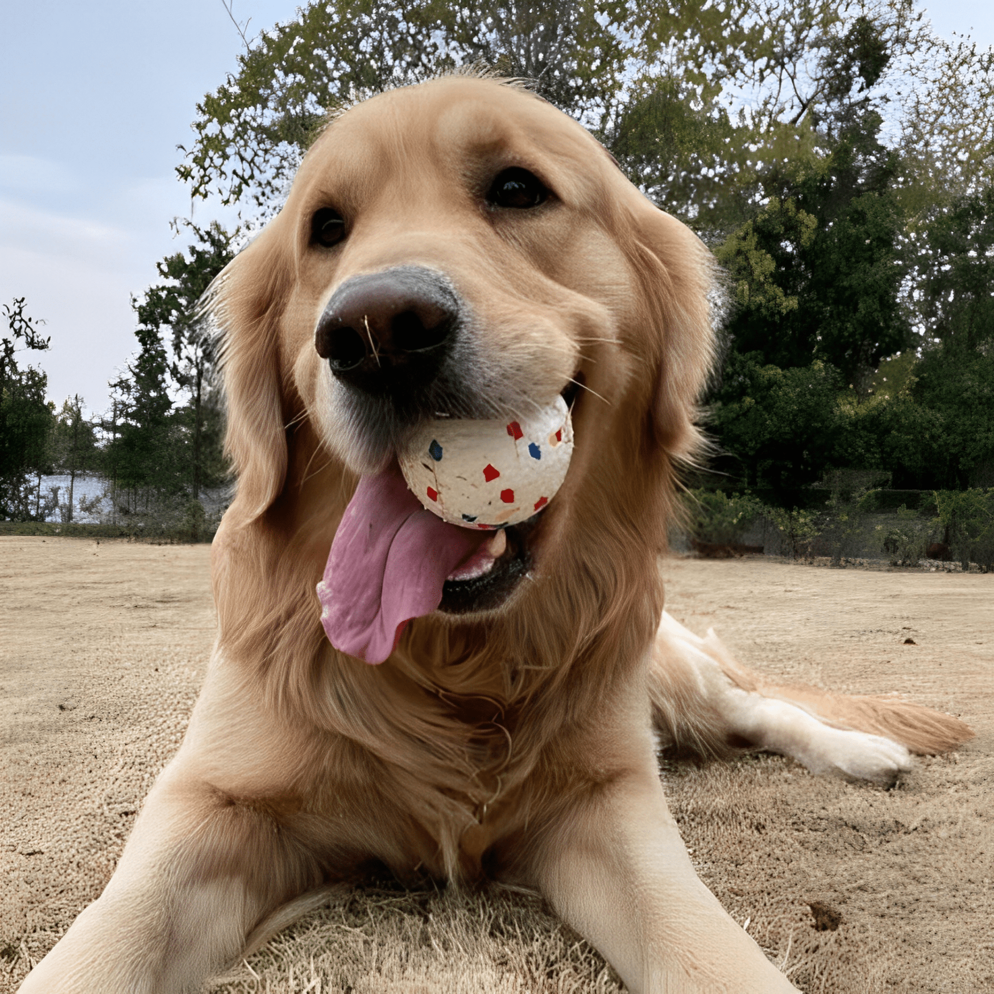 Chompion - Hondenbal Onverwoestbaar Voor Sterke Kauwers - Mivero