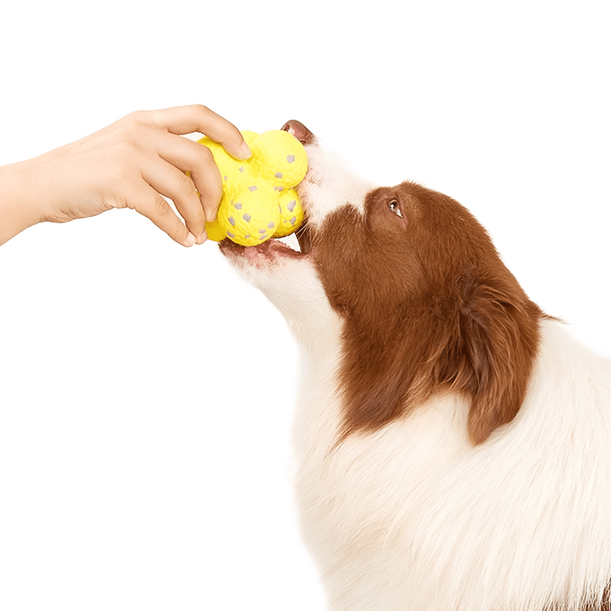 Dentiball - Tandverzorgende Kauwbal Hond - Mivero