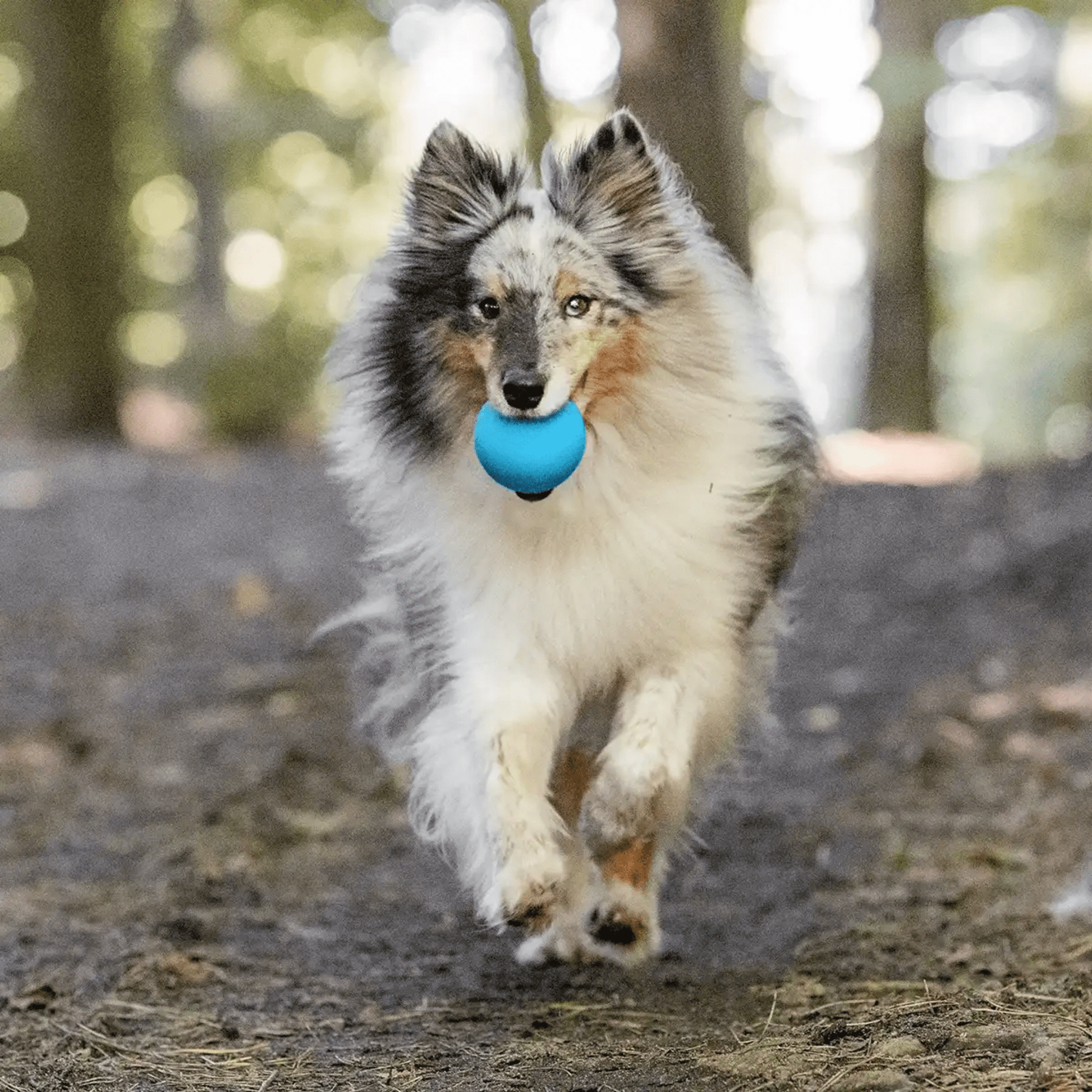 FangPlay - Natuurkautschuk Kauwbestendige Hondenbal - Mivero