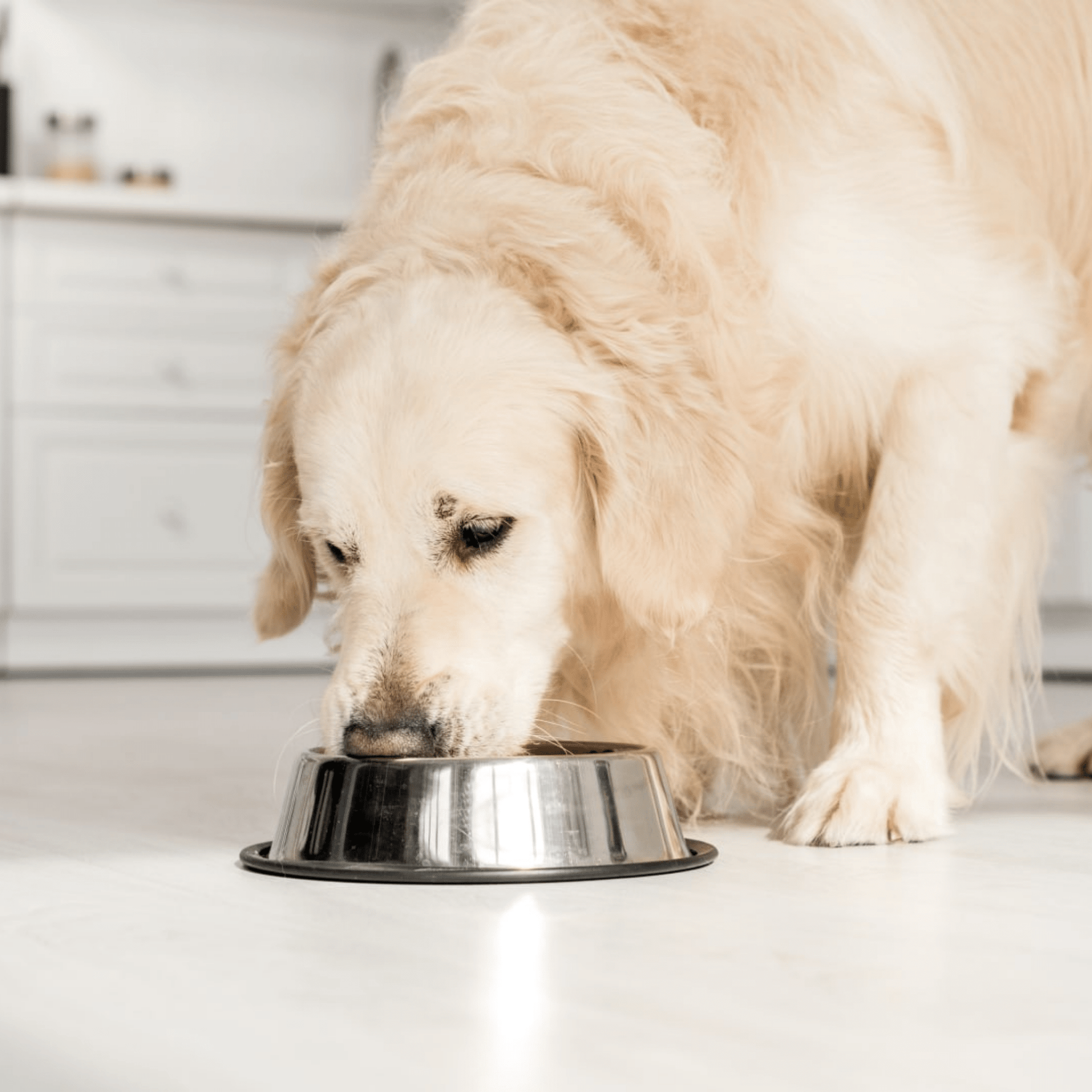 Feedo - Roestvrij Antislip Voerbak - Mivero