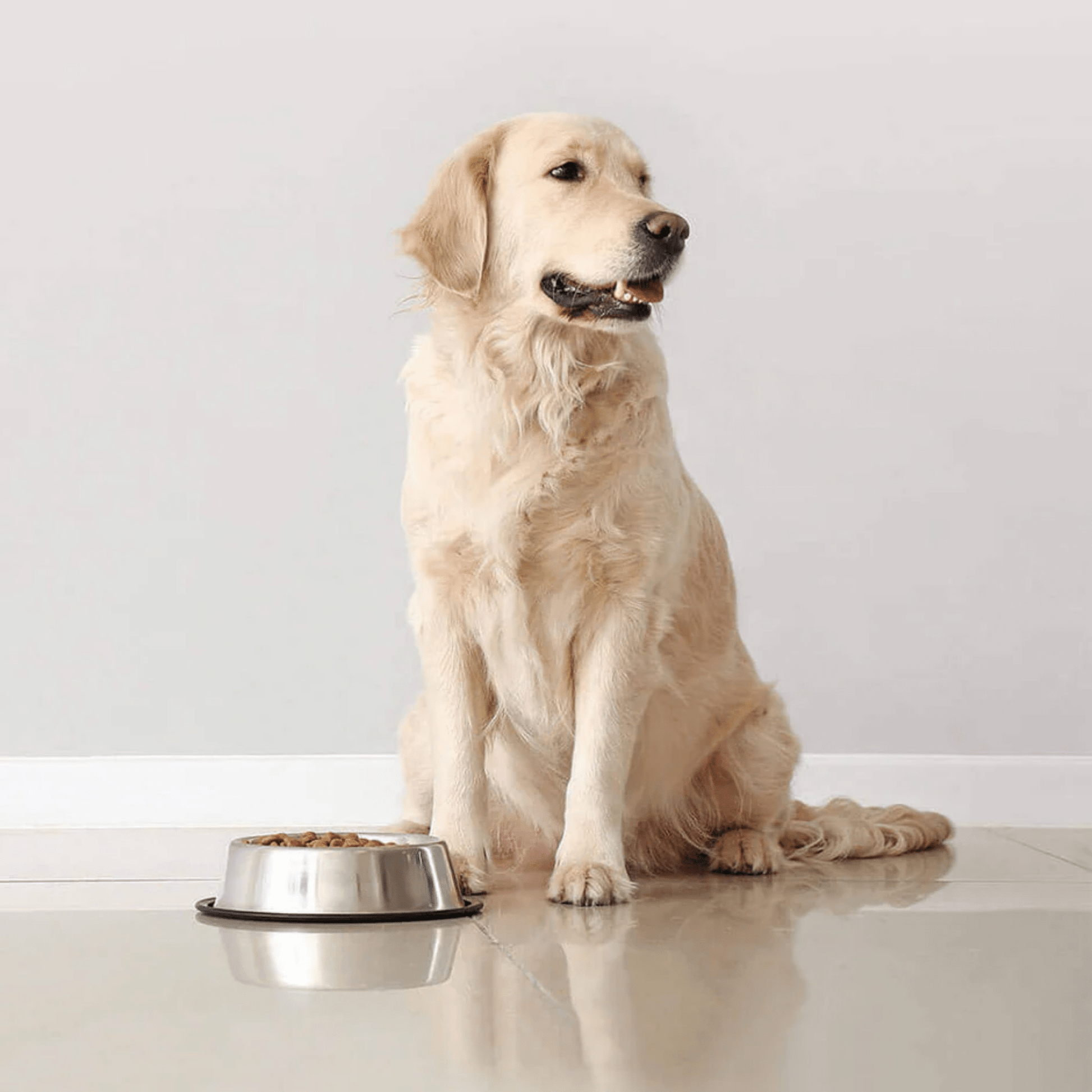 Feedo - Roestvrij Antislip Voerbak - Mivero