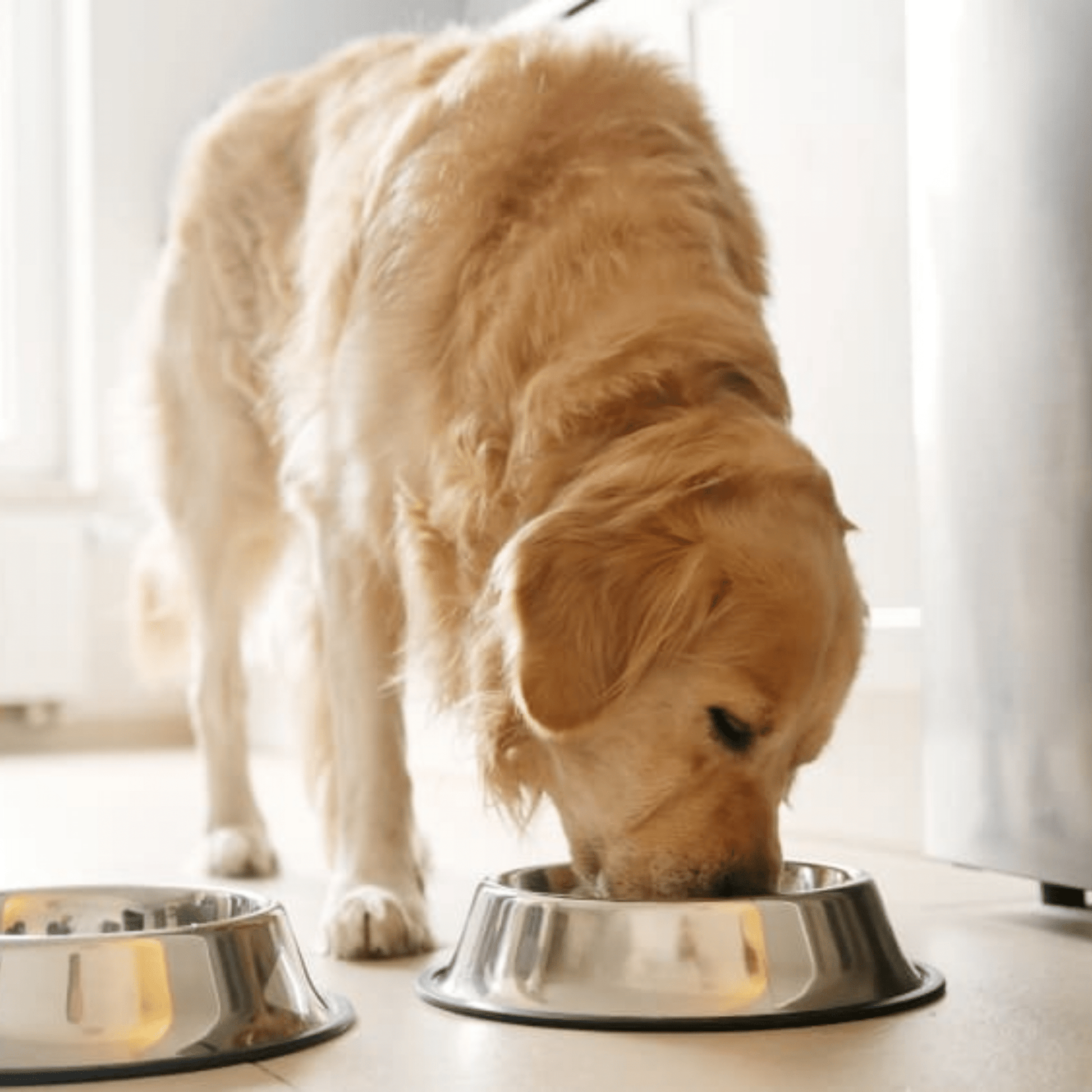 Feedo - Roestvrij Antislip Voerbak - Mivero