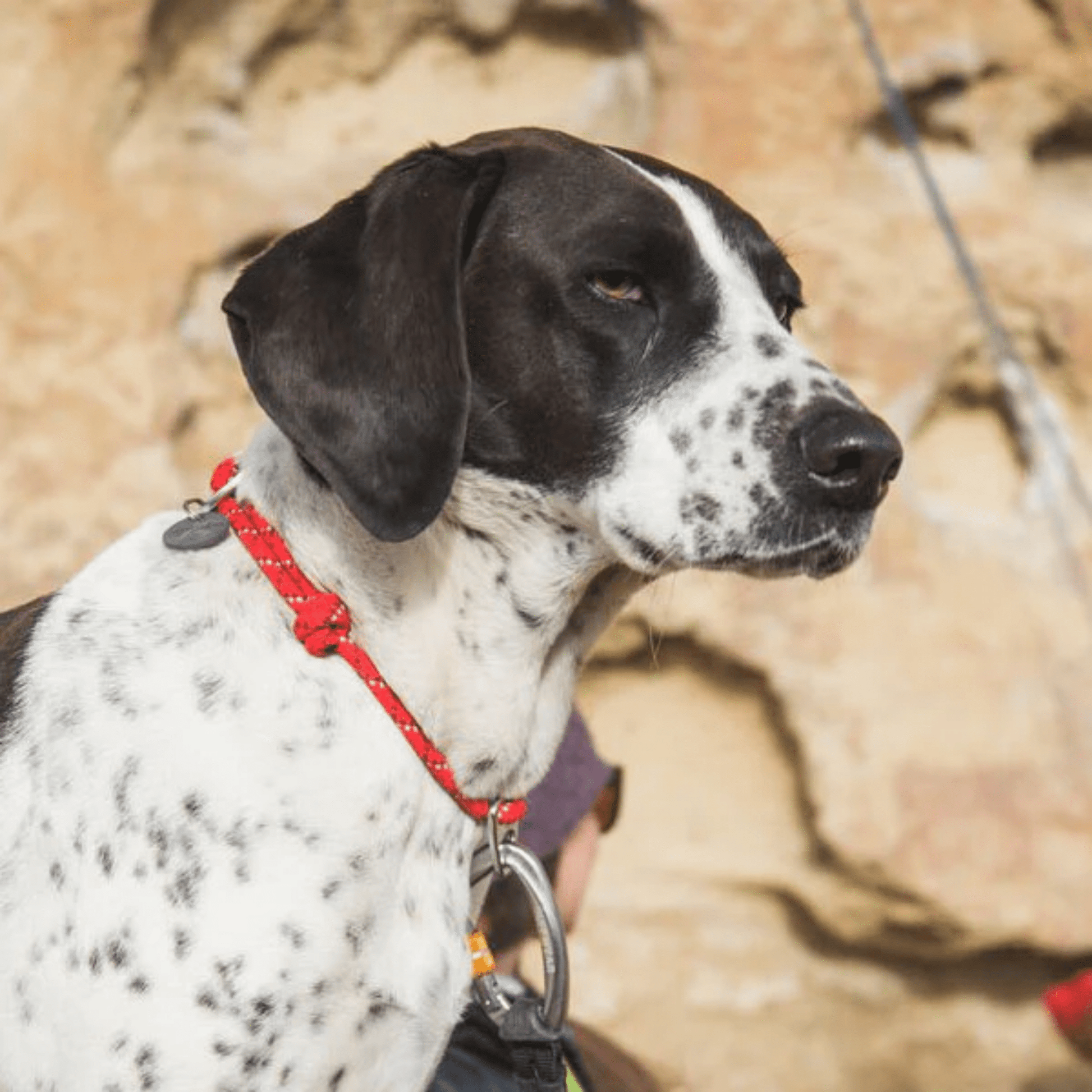 Flexlead - Reflecterende Knopenloze Hondenhalsband - Mivero