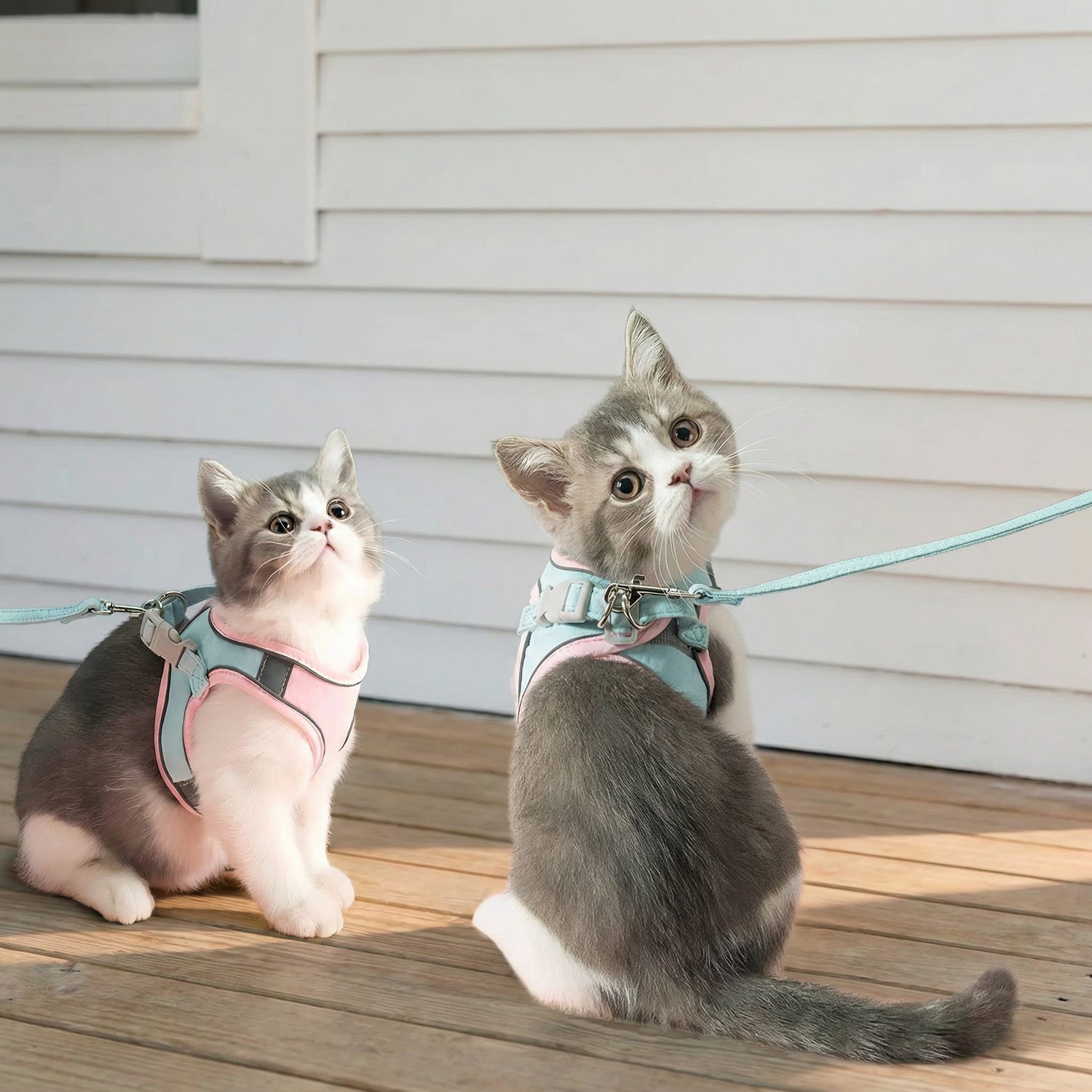 Alles voor Katten - Mivero