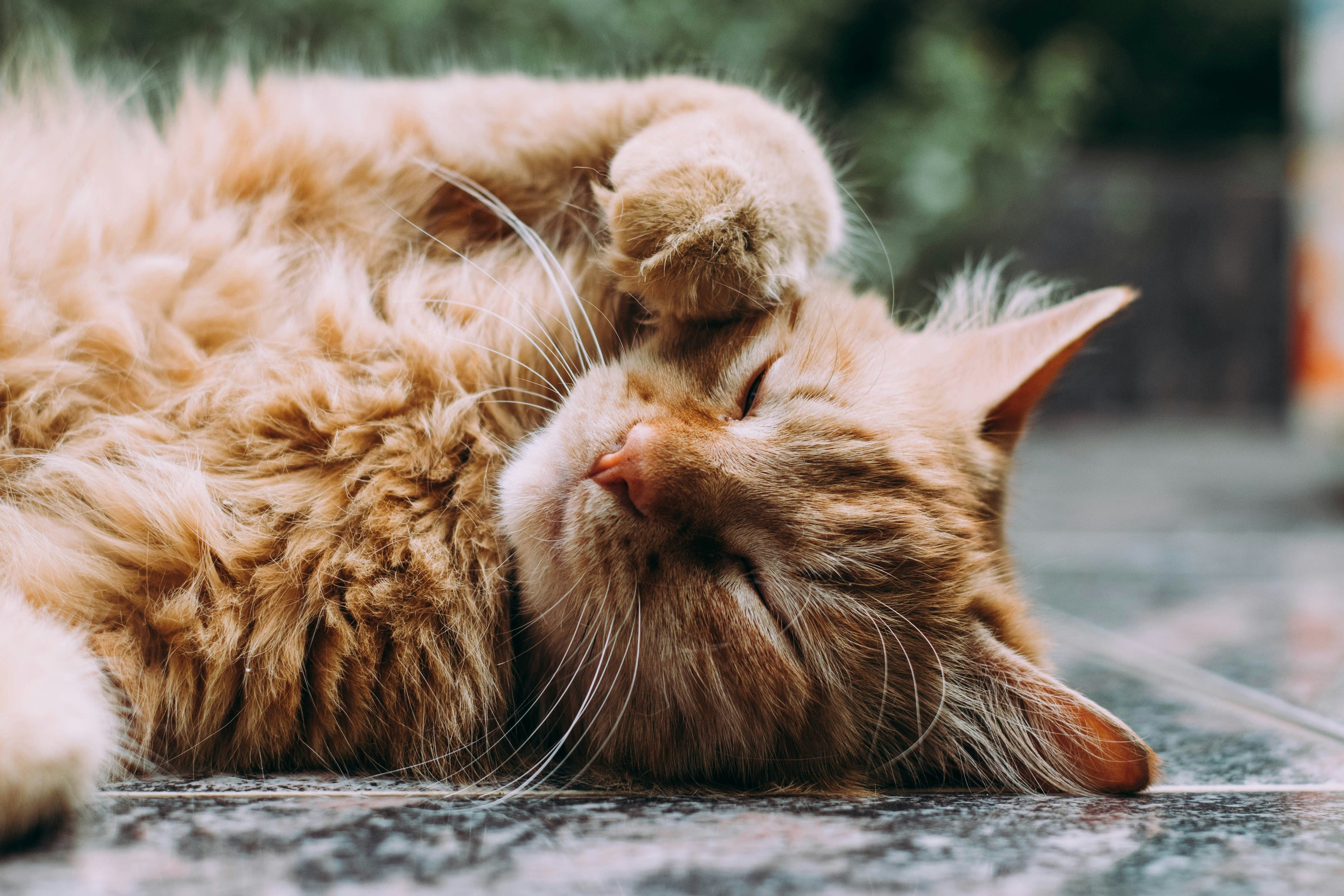 Katten
