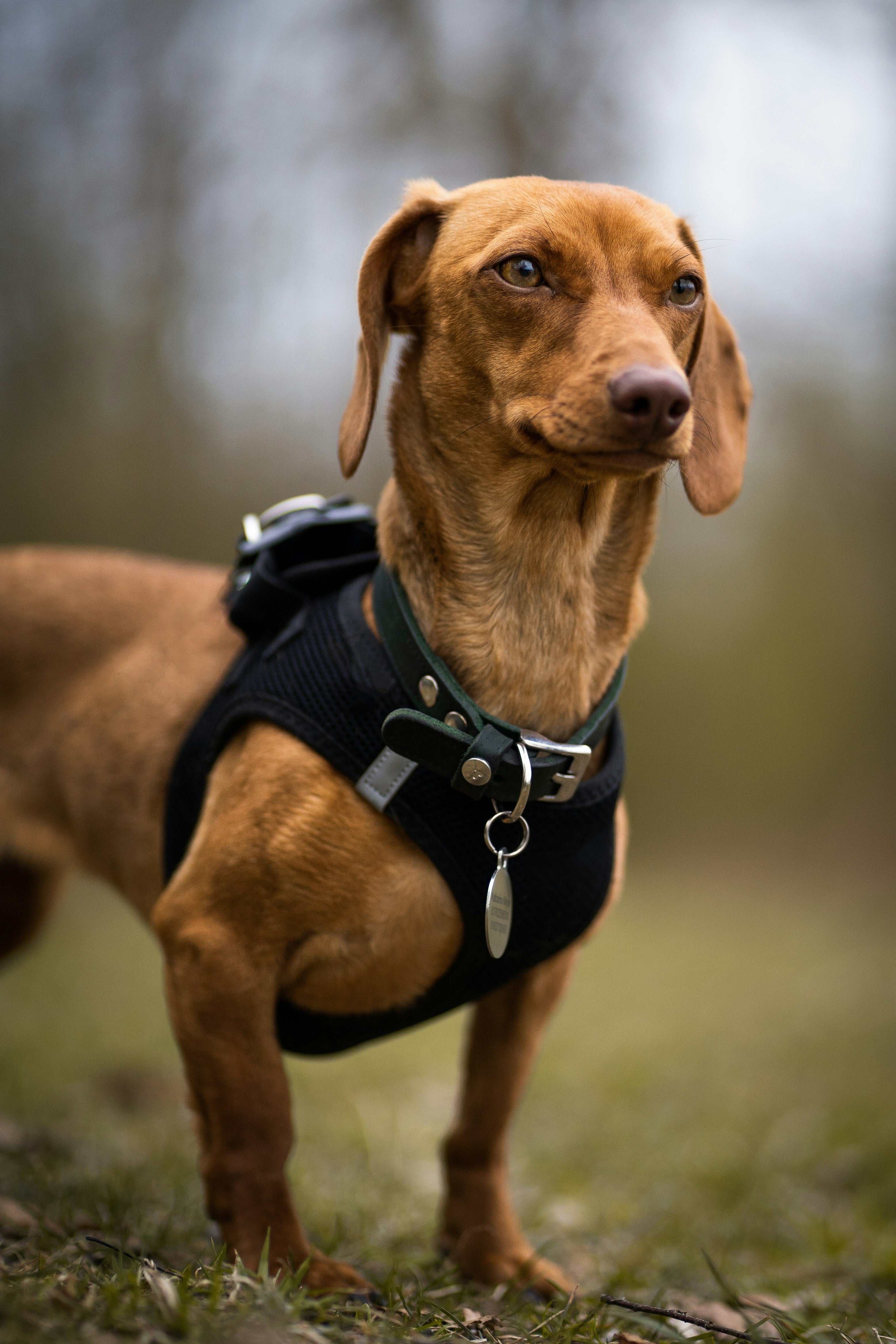 Honden uitlaten