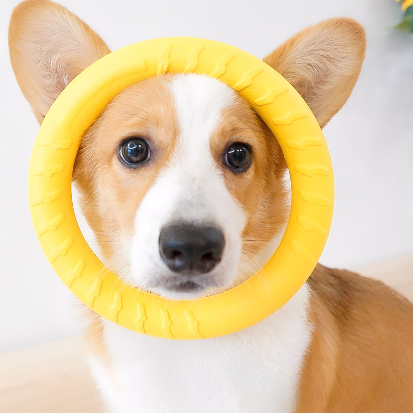 TuffRing - Drijvende Kauwbestendige Hondenfrisbee
