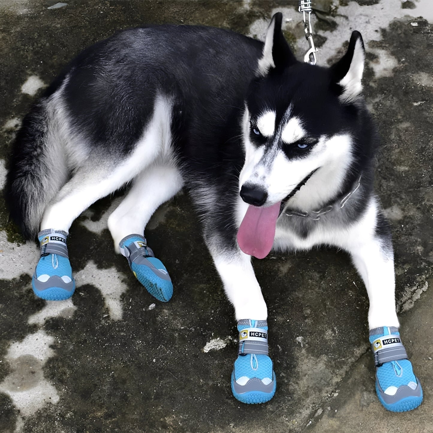TrailPaws - Beschermende Antislip Hondenschoenen
