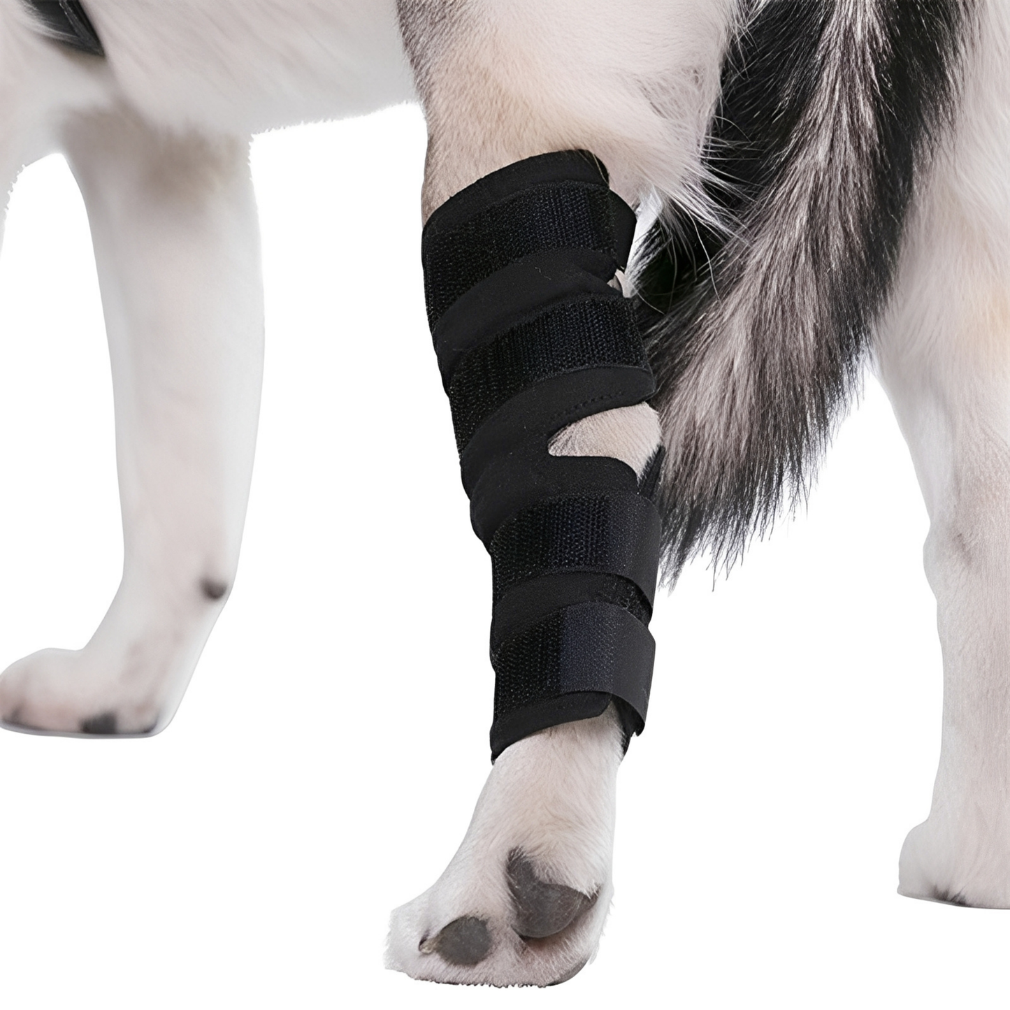 PawBrace - Orthopedische Honden Pootbrace
