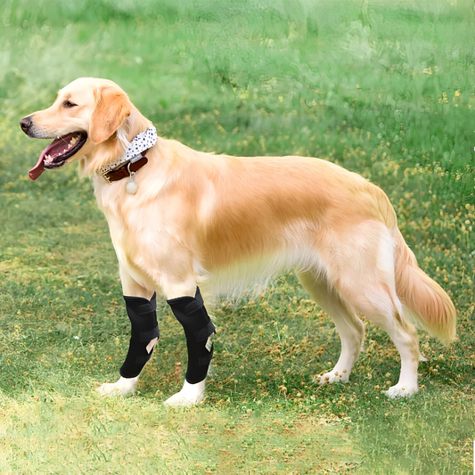 PawBrace - Orthopedische Honden Pootbrace
