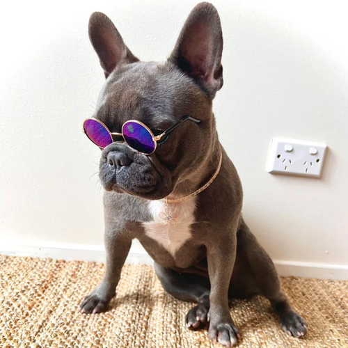 SnootShades - UV-Beschermende Modieuze Hondenbril