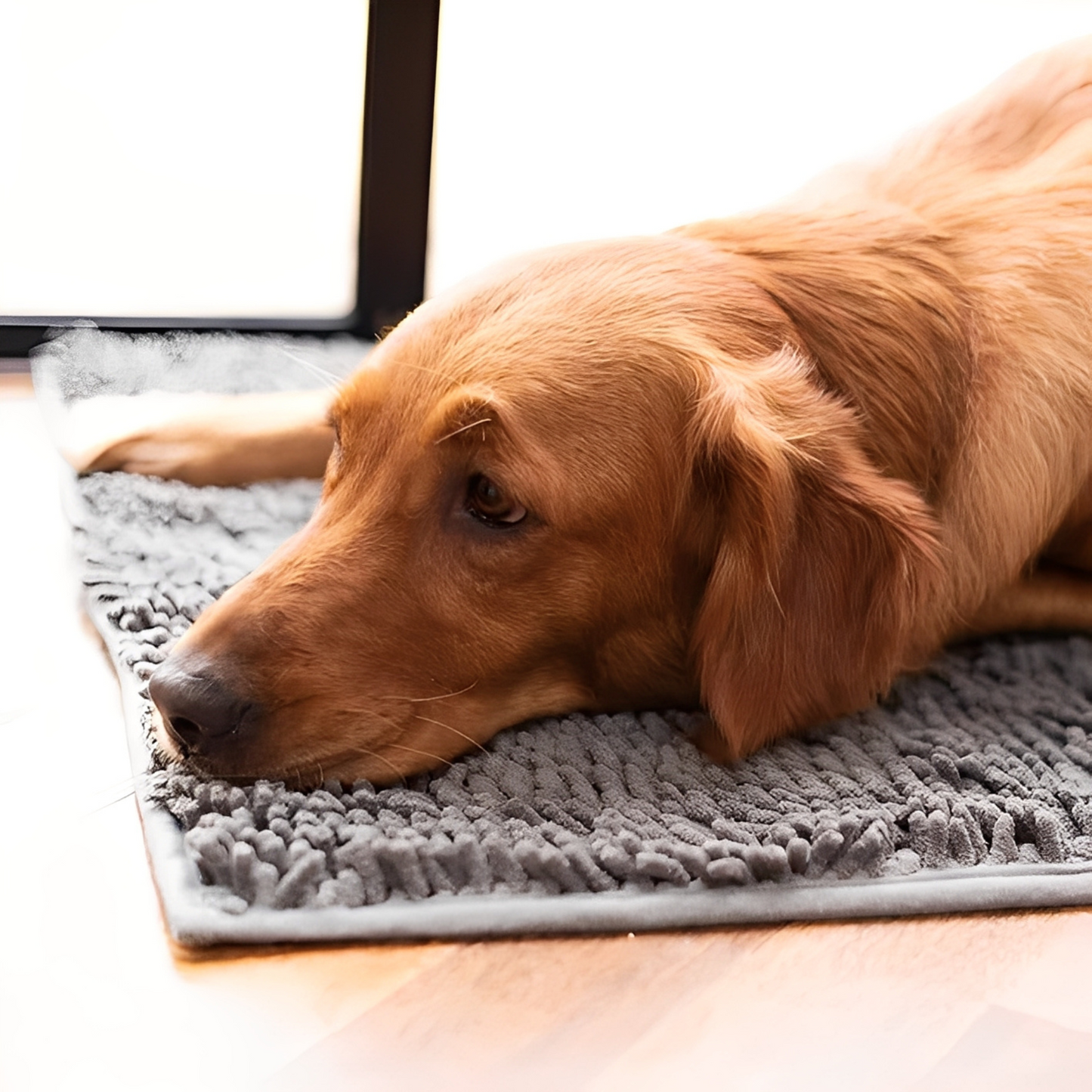 CleanPaw - Nooit meer last van vieze pootafdrukken in huis!