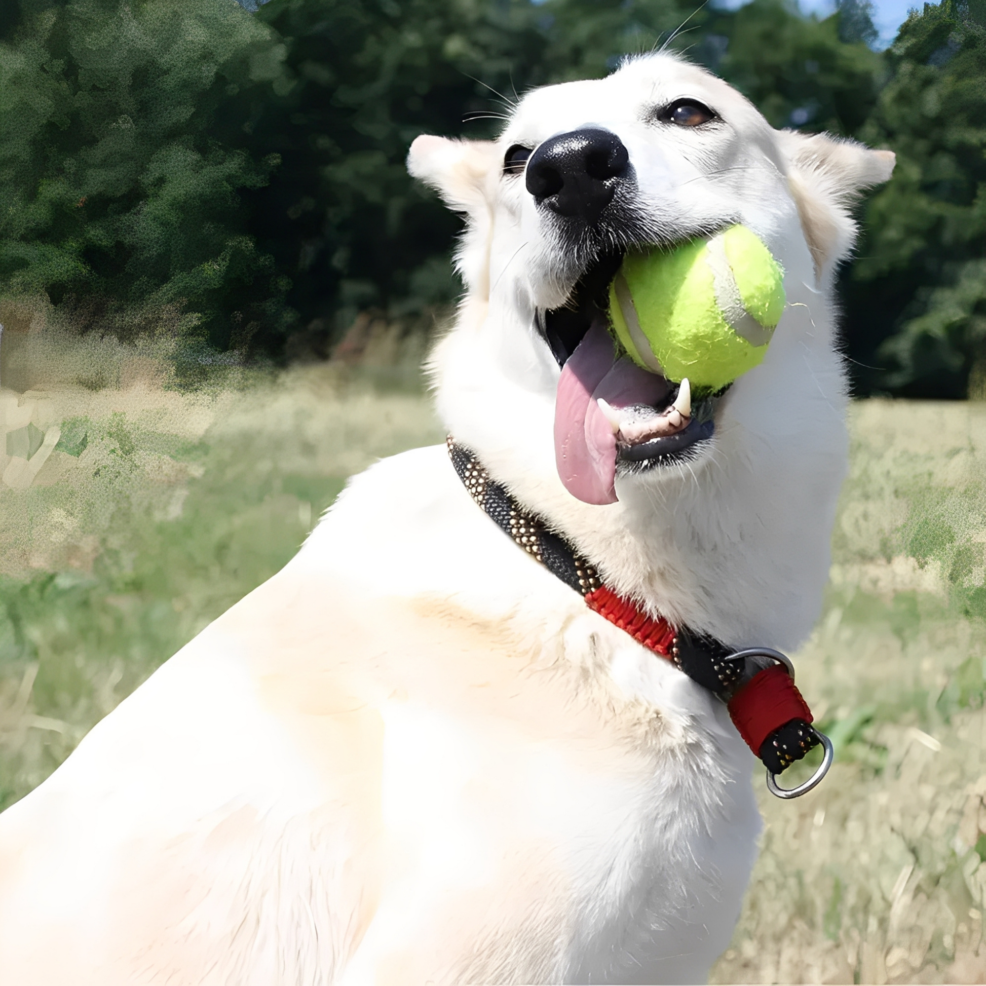 BlitzBal - De ultieme oplossing tegen verveling bij je hond!