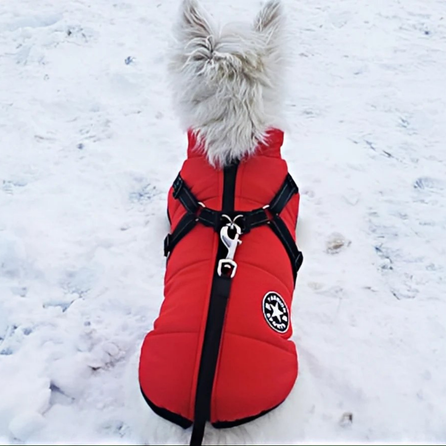 PawShield - Warm & Waterdicht voor de Winter!