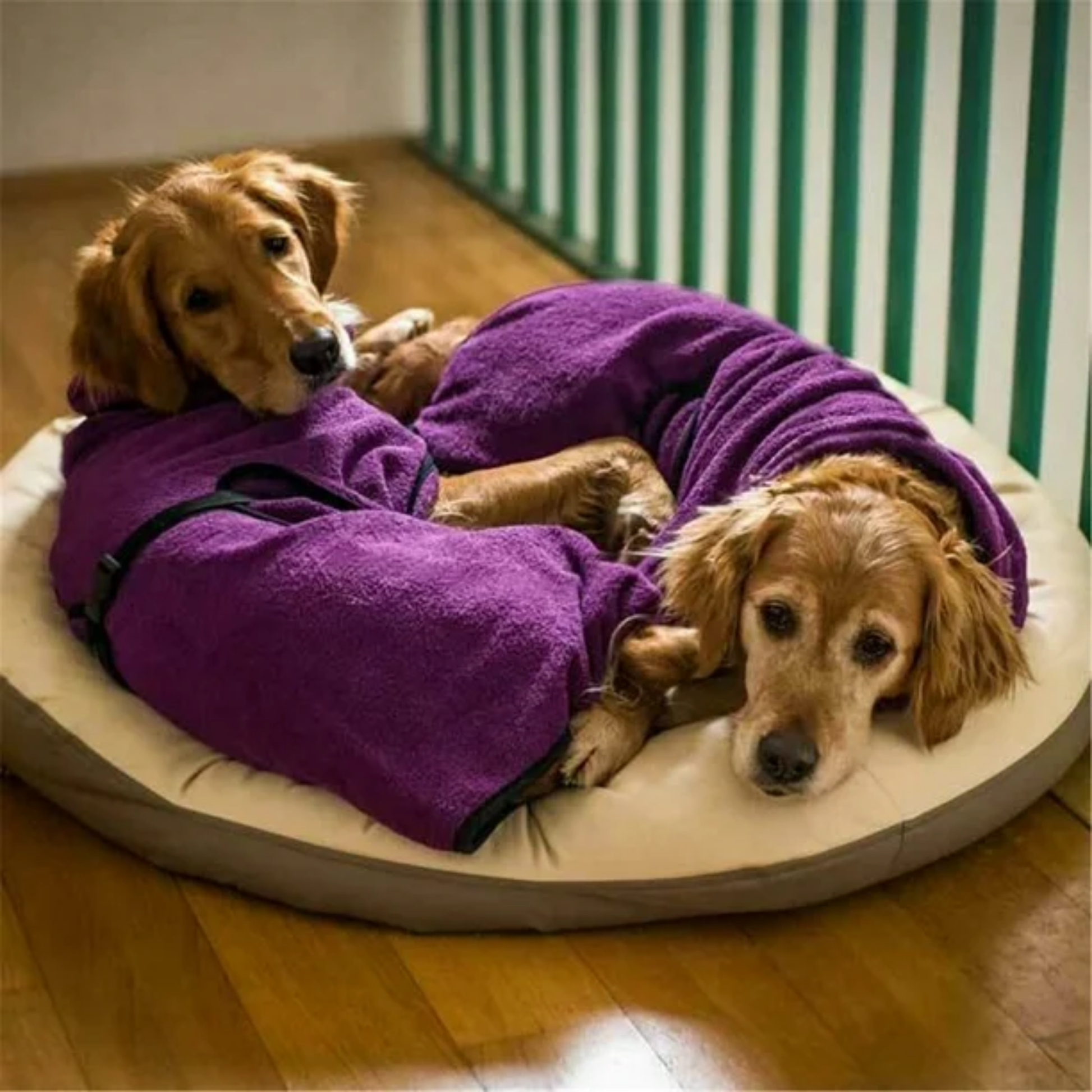CuddleCoat - Absorberende Katoen-Frotté Hondenbadjas