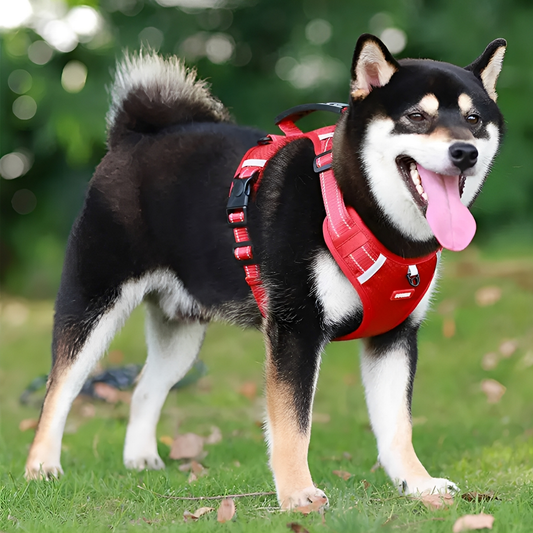 LeashFriend - Zorgt ervoor dat je hond nooit meer pijn heeft tijdens het uitlaten!