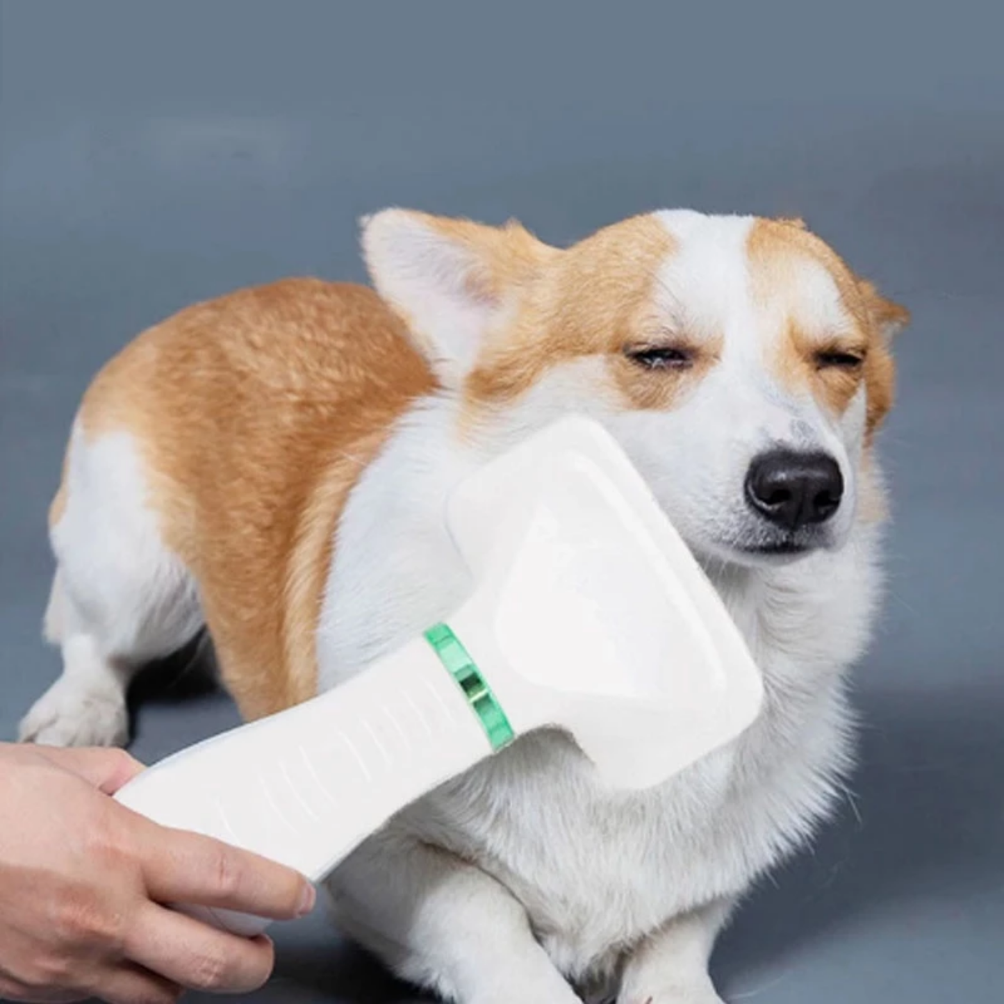 PawGroom - Rustgevende Droog-Borstel Hondenföhn