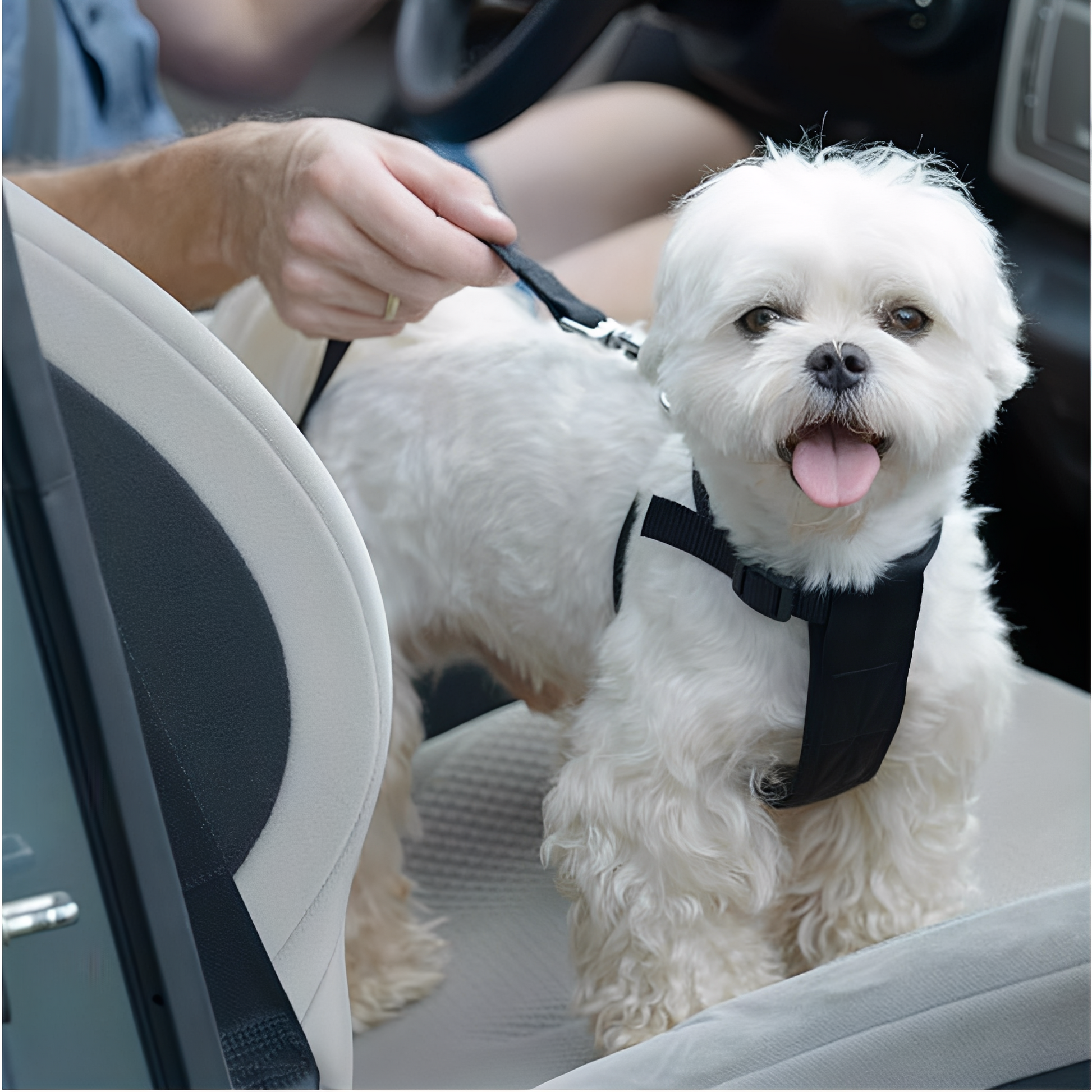 BarkBuckle - Verstelbare Veiligheids Autogordel