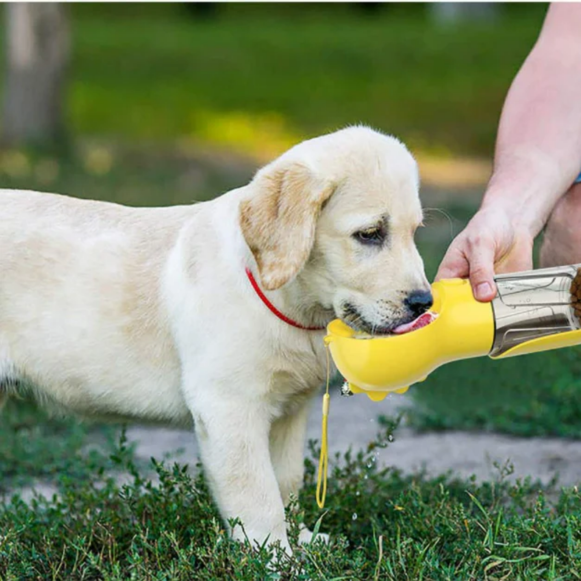 Floky - De alles in 1 oplossing voor avonturen met je hond!