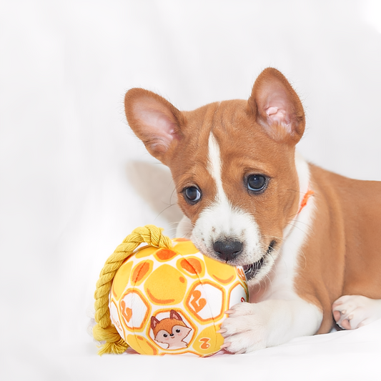 Pawmigo -  Interactief Touwspeelgoed Kattenhond