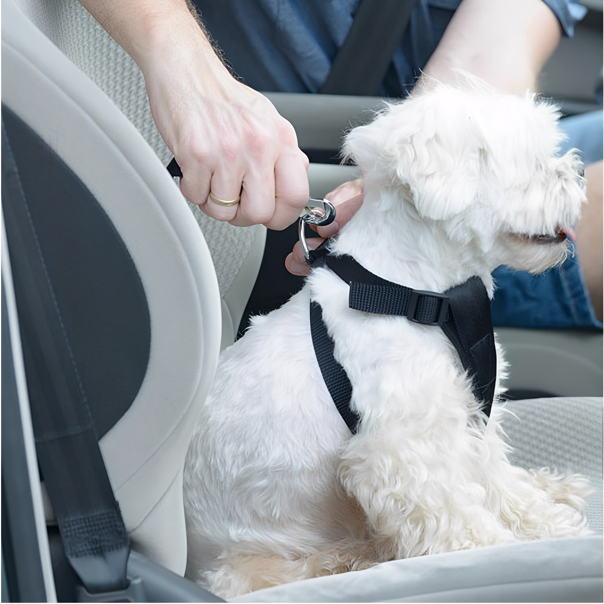 BarkBuckle - Verstelbare Veiligheids Autogordel