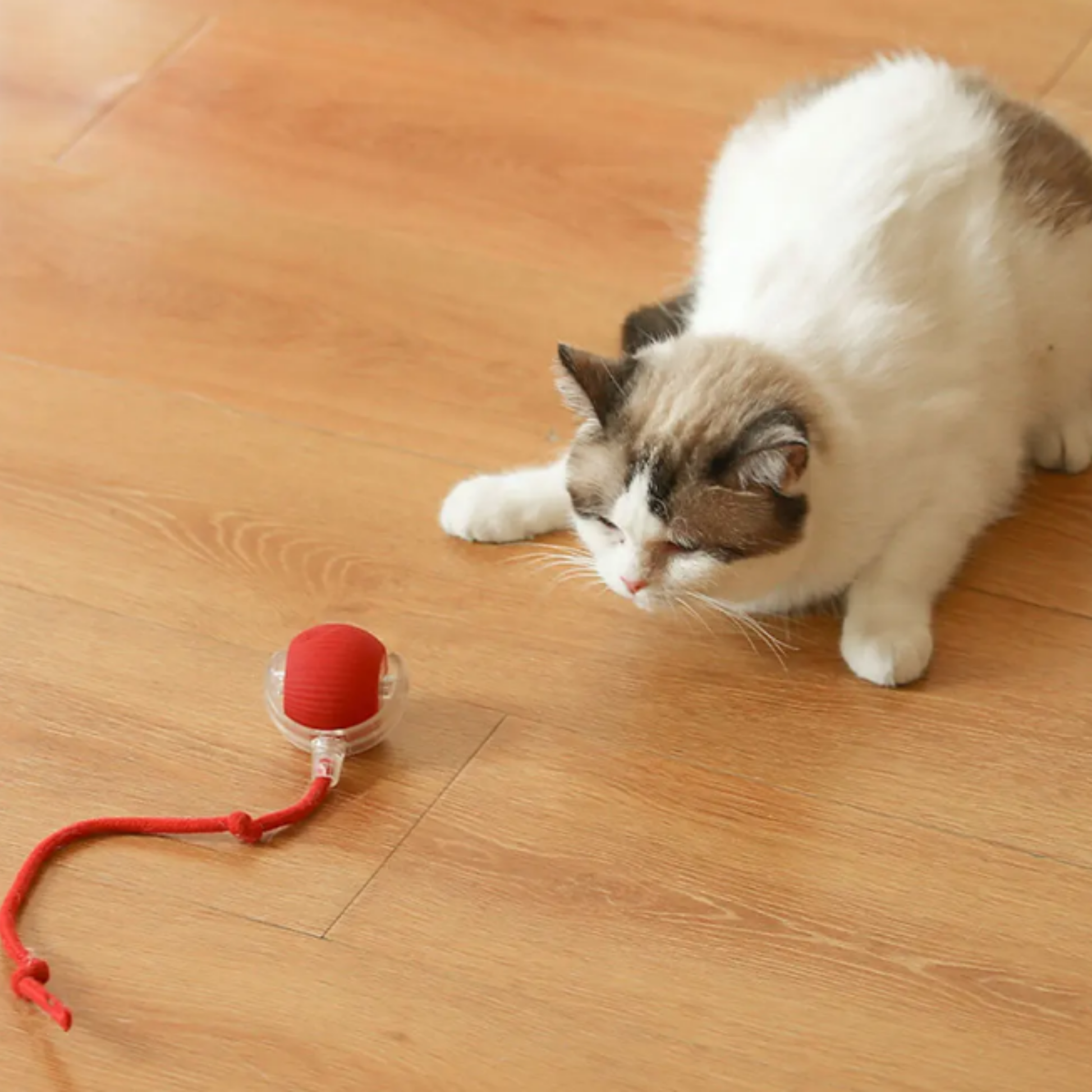 PawPlay - Interactieve Beweegbare Huisdierbal