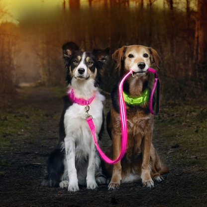 LumaPaw - Verlichte USB-Hondenhalsband