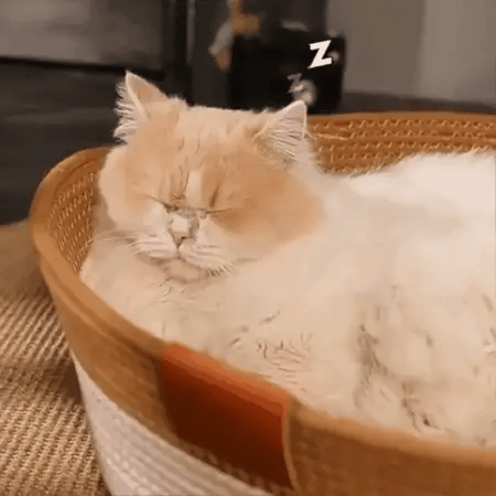 PawBasket - Katoenen Gevlochten Kattenmand