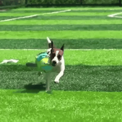 TugBall - Interactieve Tugbal Hond