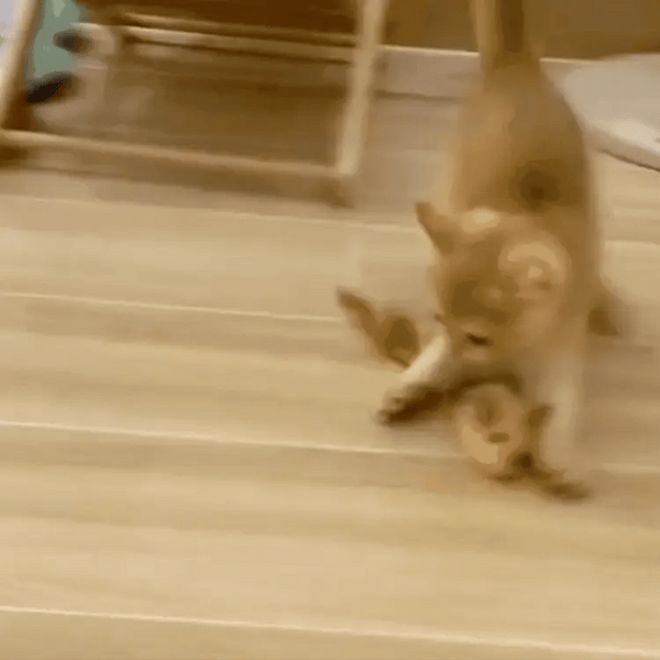 Chirpster - Interactief Chirpend Kattenspeeltje