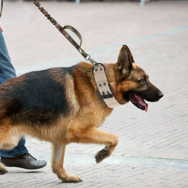 PawLock - Verstelbare Reflecterende Hondencollar