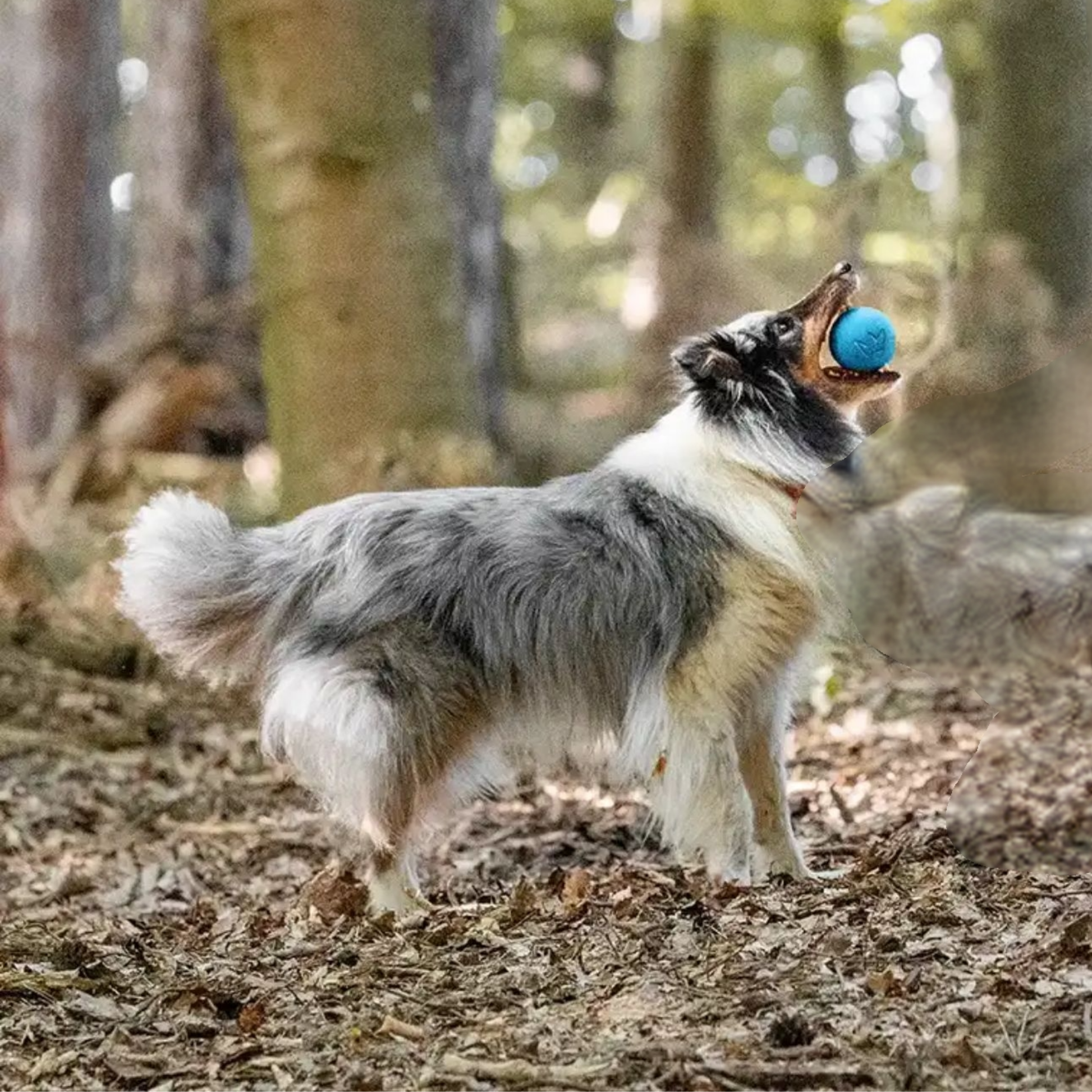 FangPlay - Natuurkautschuk Kauwbestendige Hondenbal