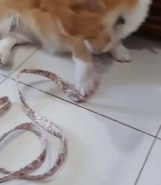 Pawdentify - Gegraveerde Nylon Hondenhalsband