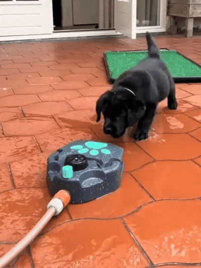 Pawsplash - Interactieve Verkoelende Hondenspeelfontein