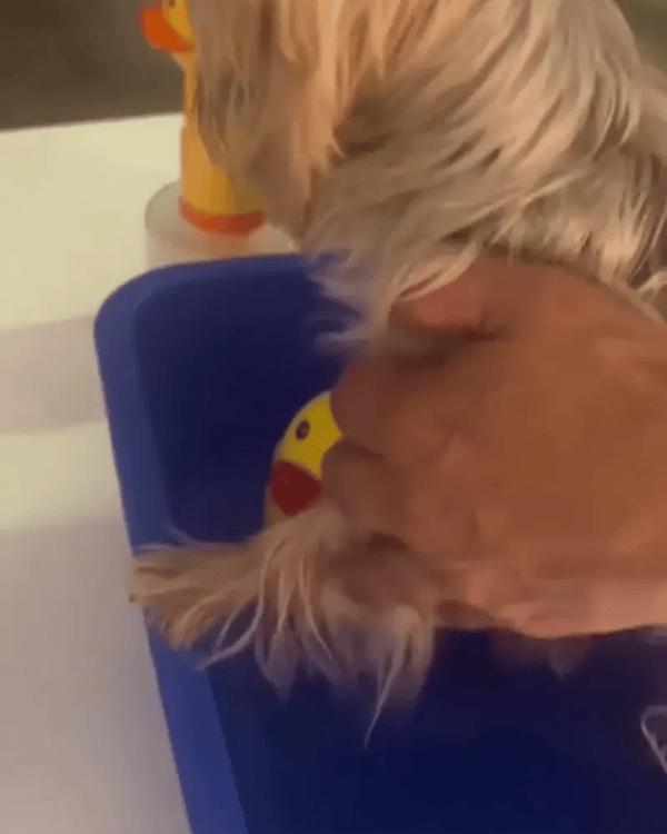 QuackSpa -  Automatische Schuimende Huisdierdispenser