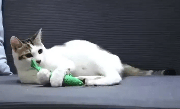 Shrimpure - Reinigend Kattenkauwspeeltje
