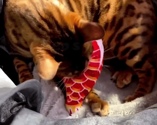 Snugglefin -  Interactieve Catnip Kattenspeeltje