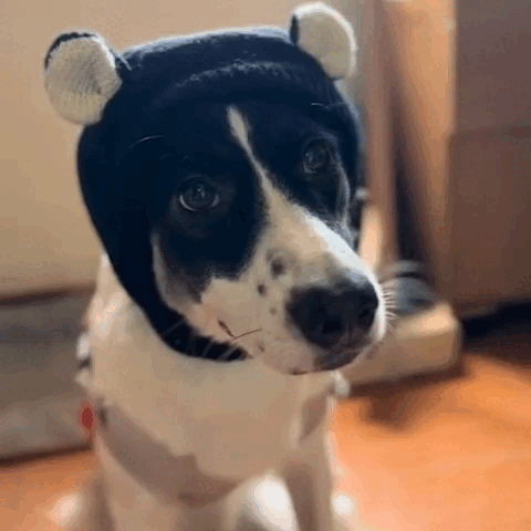 WoofWrap - Ademende Winter Hondsjaal