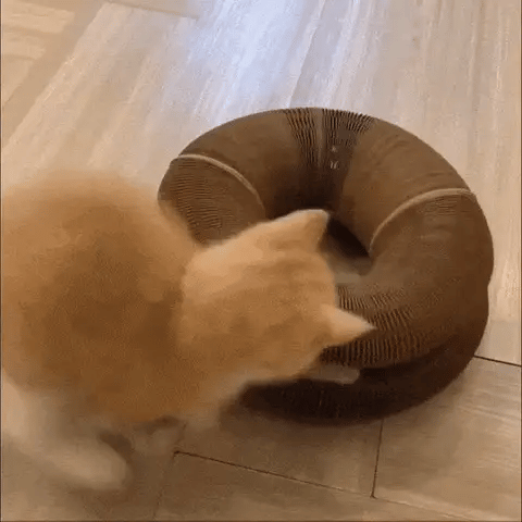 PurrPlex -  Opvouwbaar Modulair Kattenspeelgoed