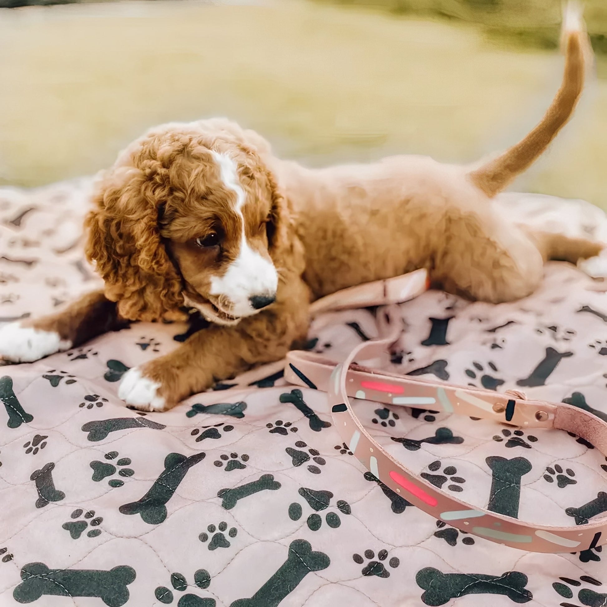 AbsorbEase - Herbruikbare Lekvrije Pethoezen - Mivero