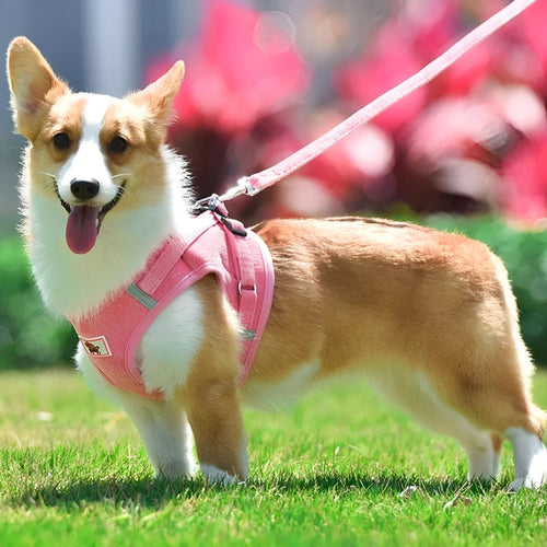 Airluxe - Fluwelen Reflecterend Hondentuigje - Mivero