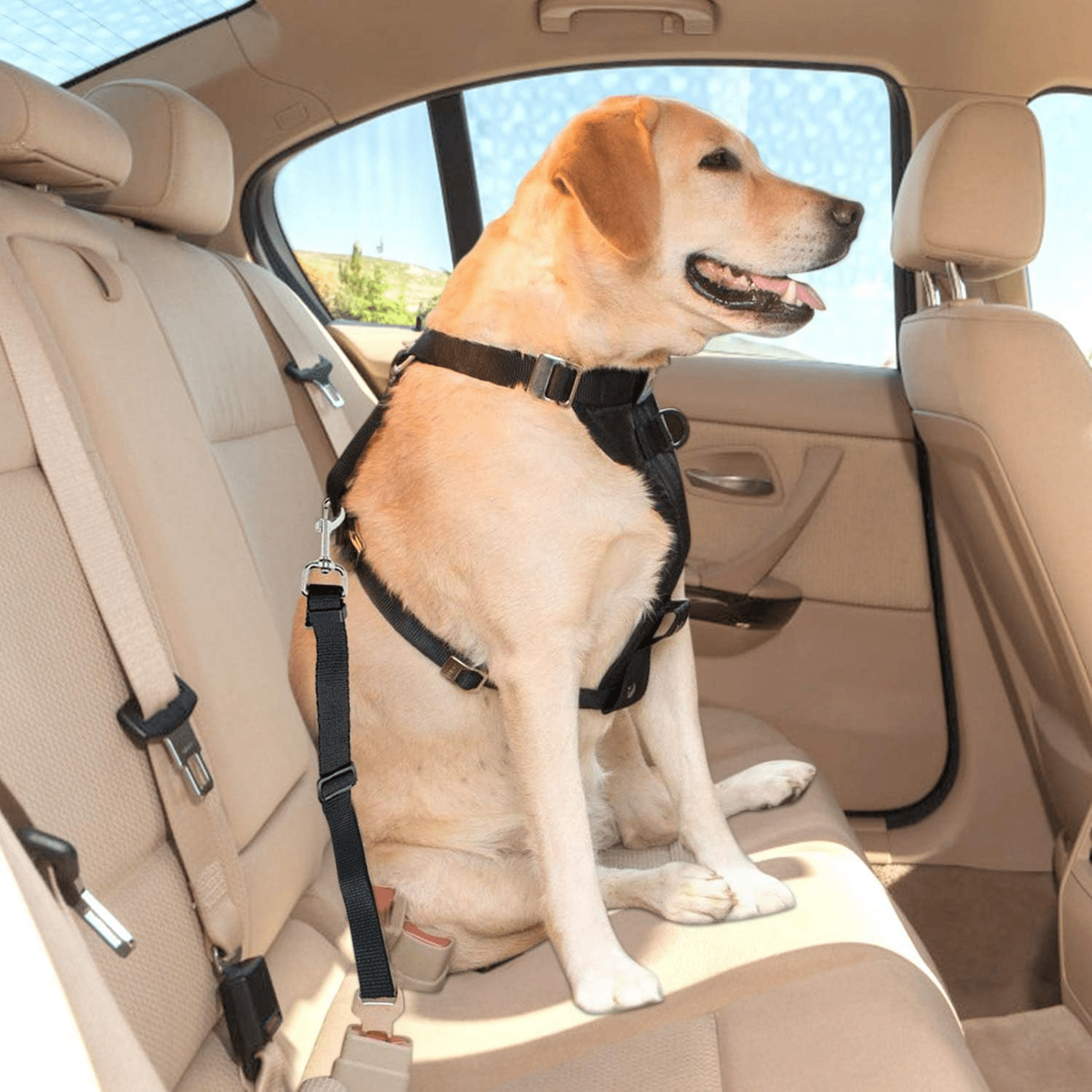 AutoPaw - Elastische Verstelbare autogordel voor Hond - Mivero