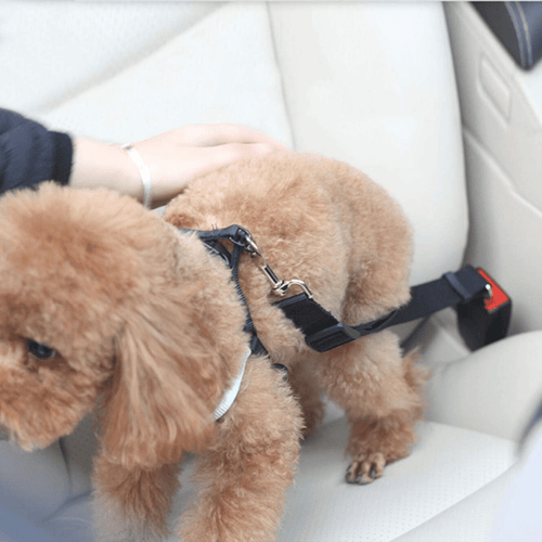 AutoPaw - Elastische Verstelbare autogordel voor Hond - Mivero