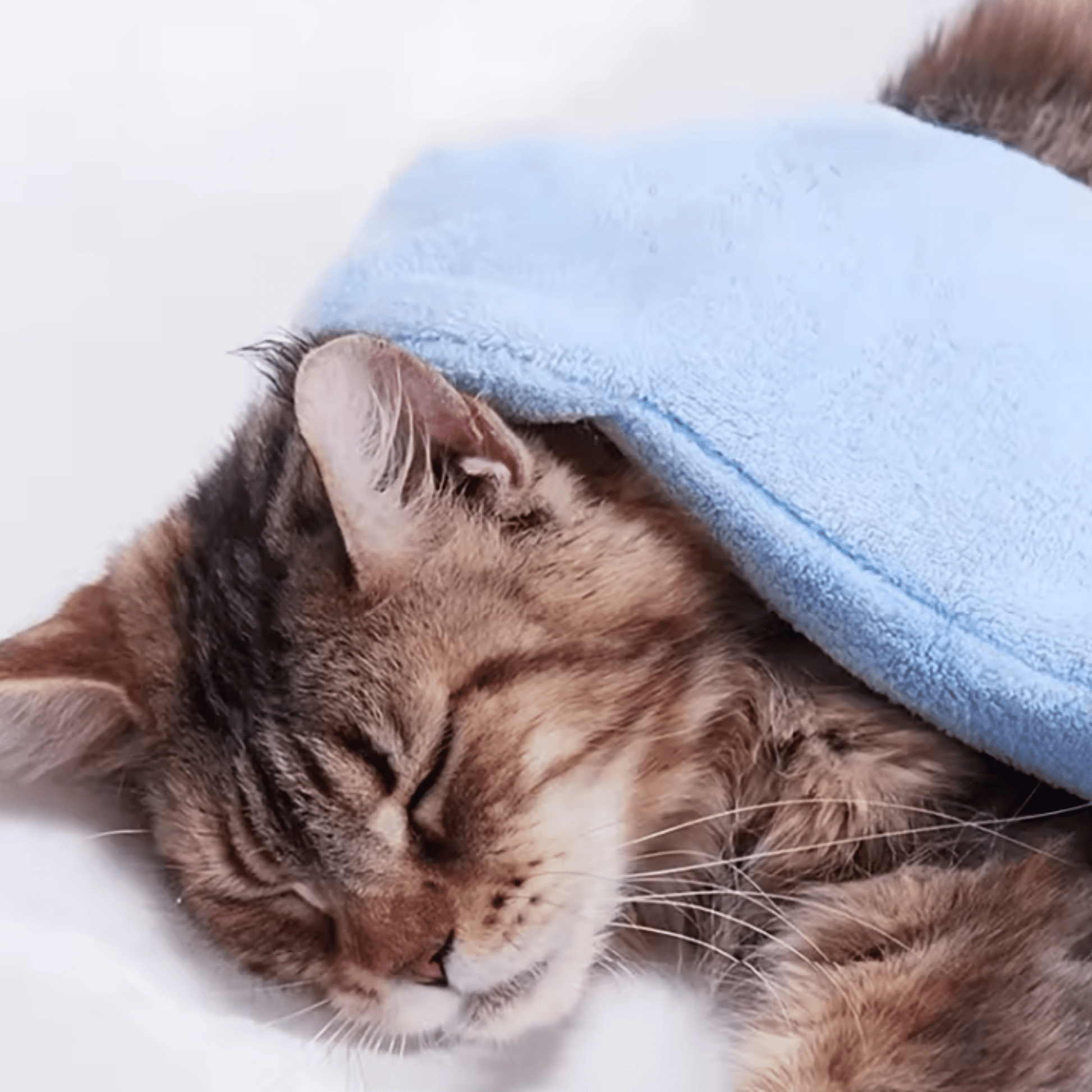 Bathie - Sneldrogende Reinigingshandschoen Huisdieren - Mivero