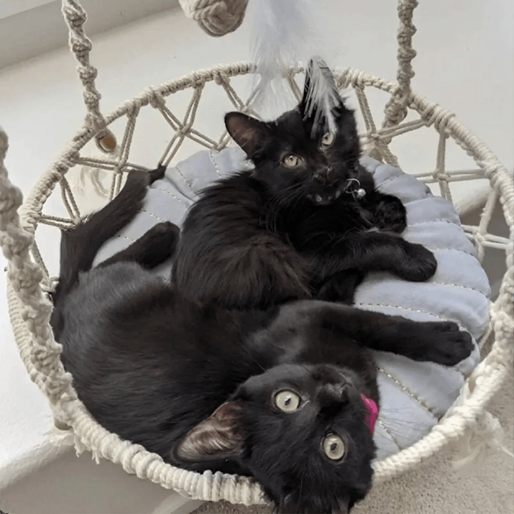 Boheema - Bohemien Hangende Kattenhangmat - Mivero