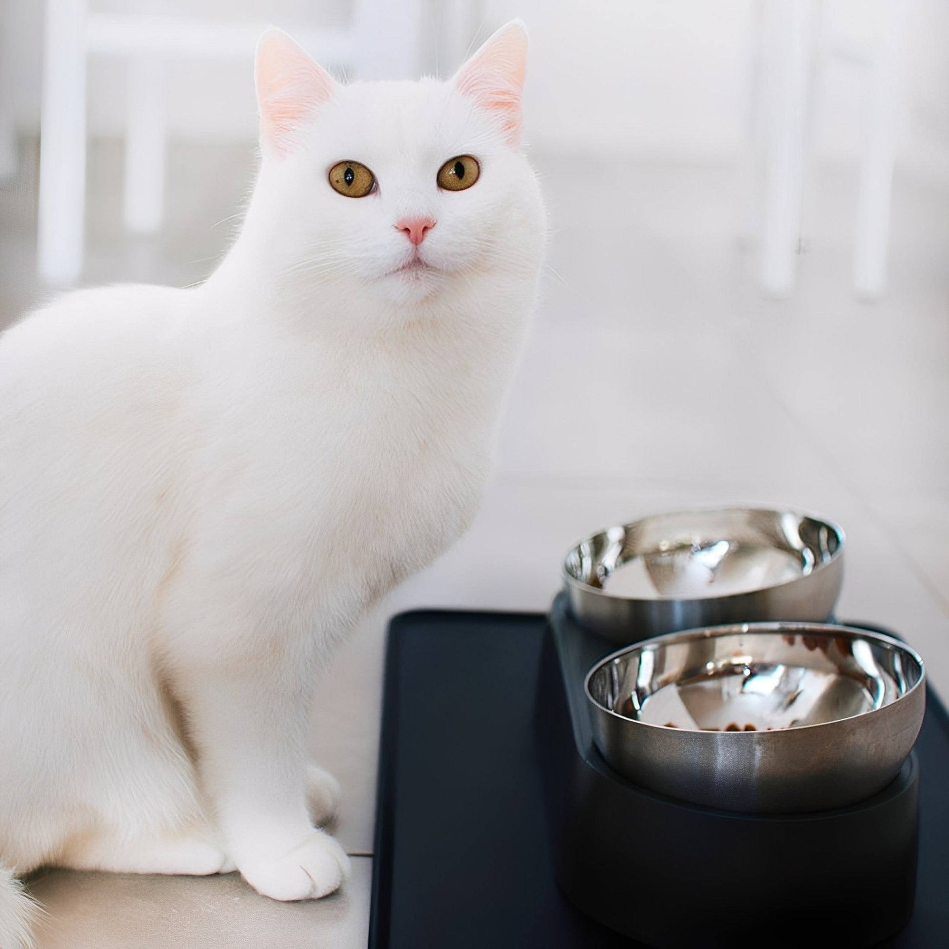 Bowlux - Katten Verhoogde Voerbak RVS - Mivero